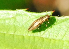 Agrilus cuprescens