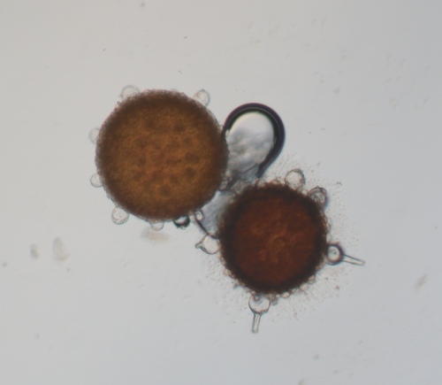 Phyllactinia fraxini