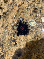 Echinometra lucunter