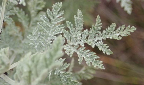 African wormwood