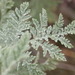 Artemisia afra afra - Photo (c) Nicola van Berkel, algunos derechos reservados (CC BY-SA), subido por Nicola van Berkel