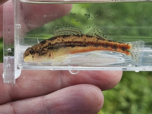Bandfin darter (Etheostoma zonistium) — Percidae — 4