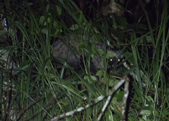 Paradoxurus musangus