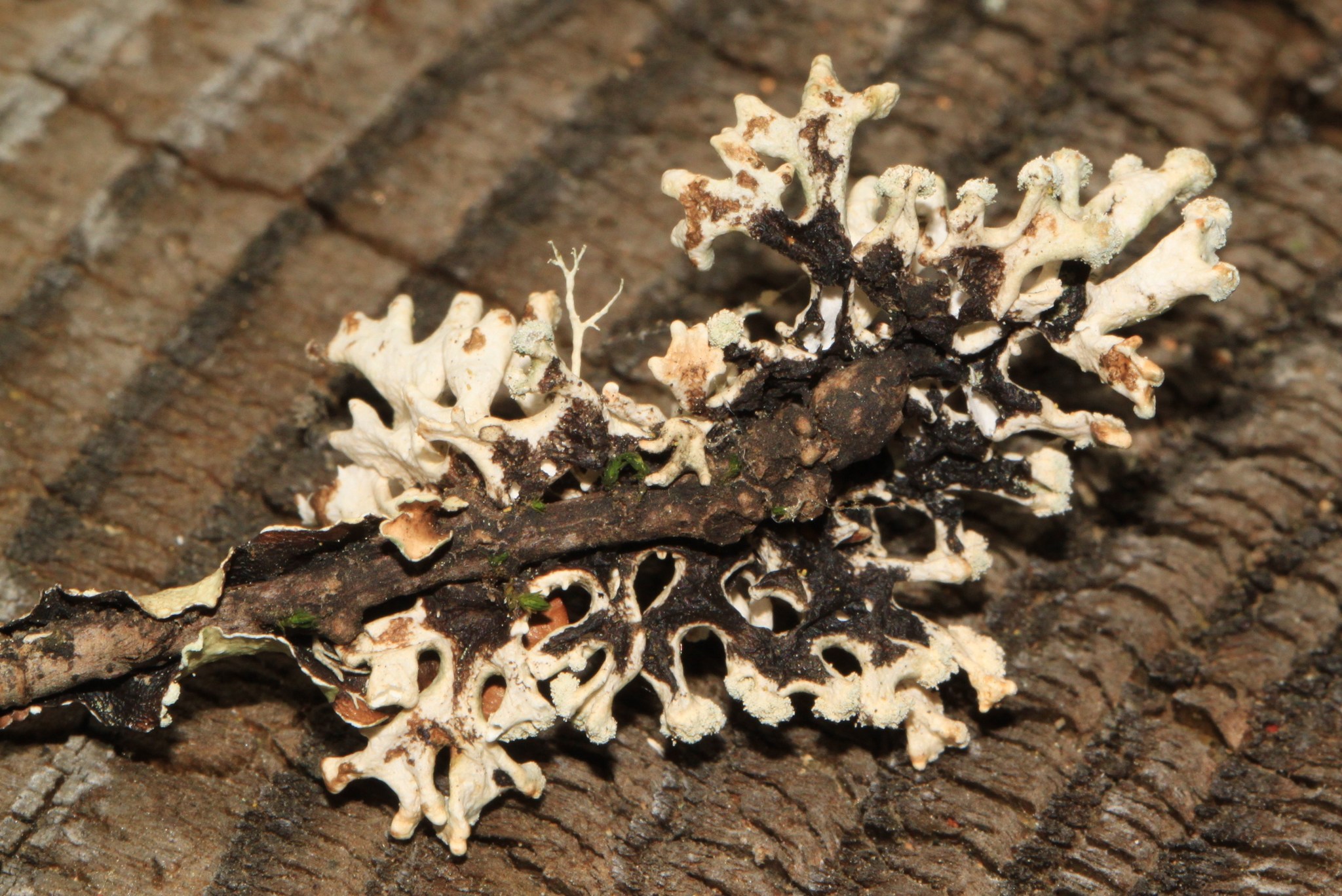 Hypogymnia image