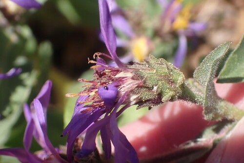 Image of Eurybia integrifolia by no rights reserved
