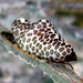 Mcginty's Cyphoma - Photo (c) Kent Miller, some rights reserved (CC BY-ND), uploaded by Kent Miller