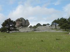 Pinus cooperi