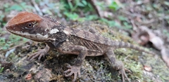 Touzet's Woodlizard photo 4