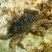 Small Mud Crab - Photo (c) cccrll, some rights reserved (CC BY-NC), uploaded by cccrll