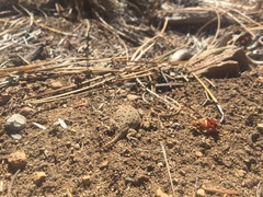 Phrynosoma douglasii