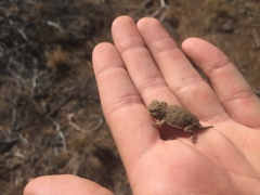 Phrynosoma douglasii