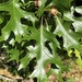 photo of Northern Pin Oak (Quercus ellipsoidalis)