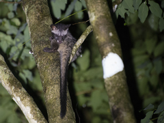 Paradoxurus musangus