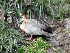 Theristicus branickii