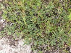 Quercus striatula