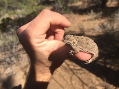 Phrynosoma douglasii