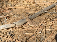 Phrynosoma douglasii