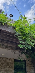 Wisteria frutescens