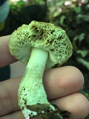 Leccinum rotundifoliae