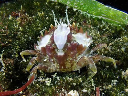 Pirimela denticulata (Montagu, 1808)