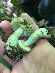 Leccinum rotundifoliae