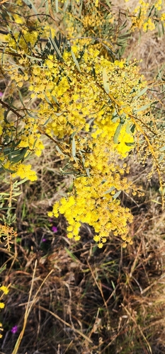 Image of Acacia decora by no rights reserved