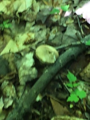 Leccinum rotundifoliae