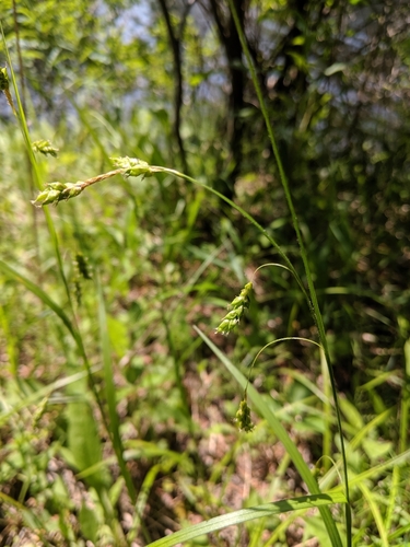 Image of Carex formosa by (c) Tyler Smith, some rights reserved (CC BY-SA)