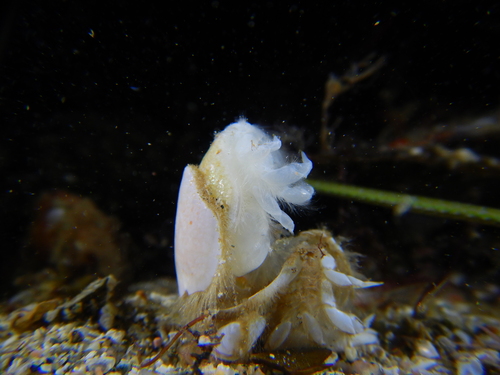 Thumbnail Crab, Seymour, photo 9 of 10