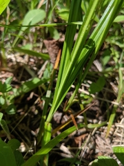 Carex formosa