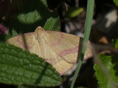 Rhodostrophia calabra