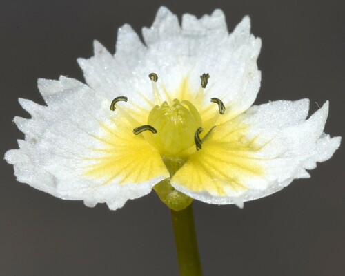 California damsonium (Damasonium californicum)