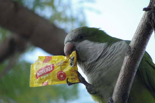 Conure veuve