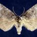 Euthyatira semicircularis - Photo (c) Jim Vargo at Moth Photographers Group,  זכויות יוצרים חלקיות (CC BY-NC-SA)