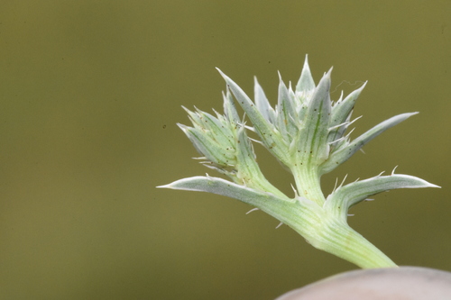 Image of Eryngium alismifolium by (c) Gabriel Campbell-Martinez, some rights reserved (CC BY)