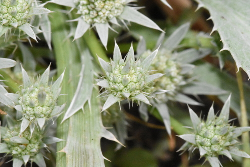 Image of Eryngium alismifolium by (c) Gabriel Campbell-Martinez, some rights reserved (CC BY)