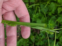 Carex grisea