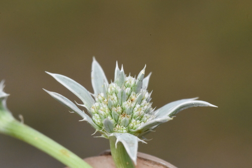 Image of Eryngium alismifolium by (c) Gabriel Campbell-Martinez, some rights reserved (CC BY)