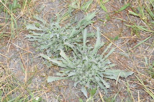 Image of Eryngium alismifolium by (c) Gabriel Campbell-Martinez, some rights reserved (CC BY)