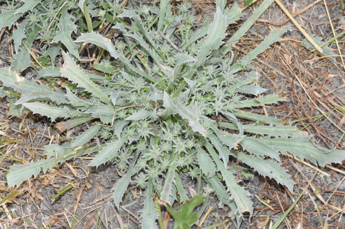 alisma-leaved button-celery (Eryngium alismifolium)