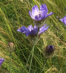 Catananche caerulea