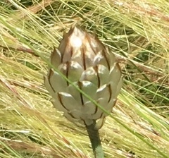 Catananche caerulea