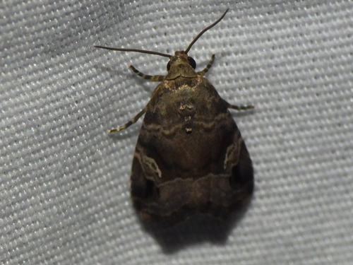 Nebula Brown