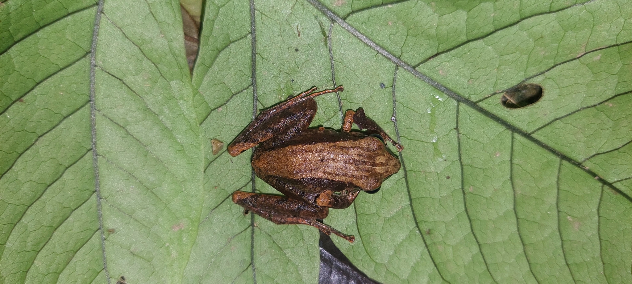 Buenaventura Rainfrog photo 6