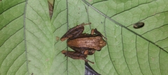 Buenaventura Rainfrog photo 4