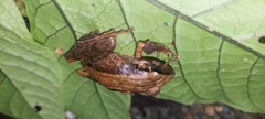 Buenaventura Rainfrog photo 5