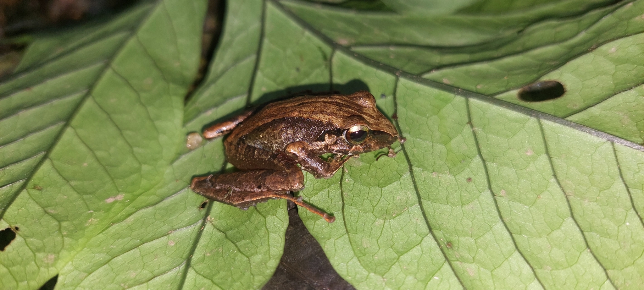 Buenaventura Rainfrog photo 8