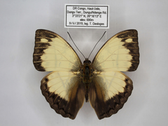 Cymothoe jodutta mostinckxi