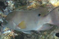 Lachnolaimus maximus