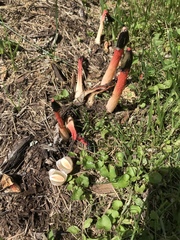Phallus rubicundus